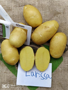 07019090 gtipli Taze, sarı kabuklu, oval patates. Ab btb görseli