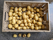 07019090 gtipli İnsan tüketimi için sarı patates. Ab btb görseli