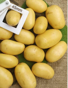 07019090 gtipli Yıkanmamış, sarı kabuklu, taze patates. Ab btb görseli