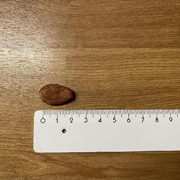 18010000 gtipli Bütün işlenmemiş kakao çekirdekleri. Ab btb görseli